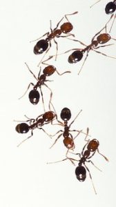 fire ants