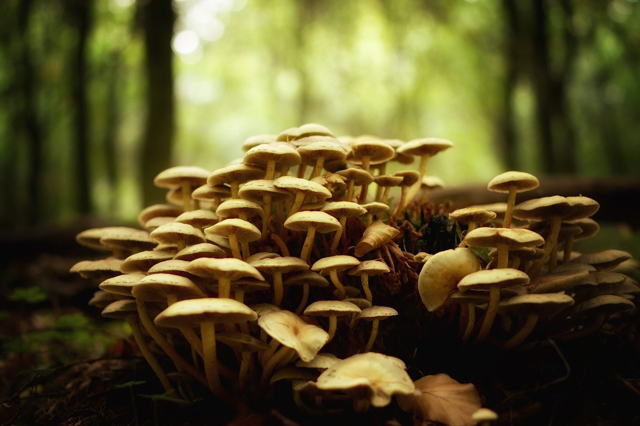mushroom growth